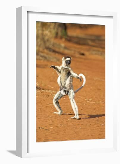 Verreaux's Sifaka, in Karate Pose, with Young-null-Framed Photographic Print