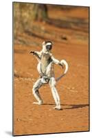 Verreaux's Sifaka, in Karate Pose, with Young-null-Mounted Photographic Print