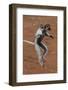 Verreaux's Sifaka, Madagascar-Art Wolfe-Framed Photographic Print