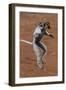 Verreaux's Sifaka, Madagascar-Art Wolfe-Framed Photographic Print