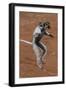 Verreaux's Sifaka, Madagascar-Art Wolfe-Framed Photographic Print