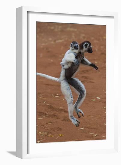 Verreaux's Sifaka, Madagascar-Art Wolfe-Framed Photographic Print