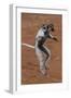 Verreaux's Sifaka, Madagascar-Art Wolfe-Framed Photographic Print