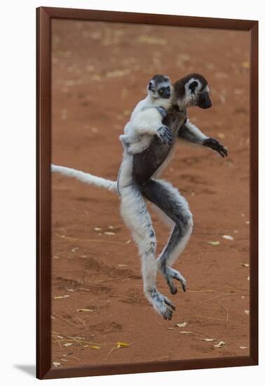 Verreaux's Sifaka, Madagascar-Art Wolfe-Framed Photographic Print