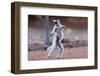 Verreaux's Sifaka (Propithecus Verreauxi) Dancing in Madagascar-hlansdown-Framed Photographic Print