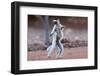 Verreaux's Sifaka (Propithecus Verreauxi) Dancing in Madagascar-hlansdown-Framed Photographic Print