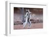 Verreaux's Sifaka (Propithecus Verreauxi) Dancing in Madagascar-hlansdown-Framed Photographic Print