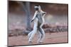 Verreaux's Sifaka (Propithecus Verreauxi) Dancing in Madagascar-hlansdown-Mounted Photographic Print