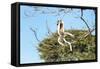 Verreaux's Sifaka (Propithecus Verreauxi) Jumping-G &-Framed Stretched Canvas