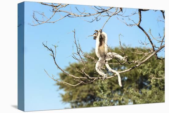 Verreaux's Sifaka (Propithecus Verreauxi) Jumping-G &-Stretched Canvas