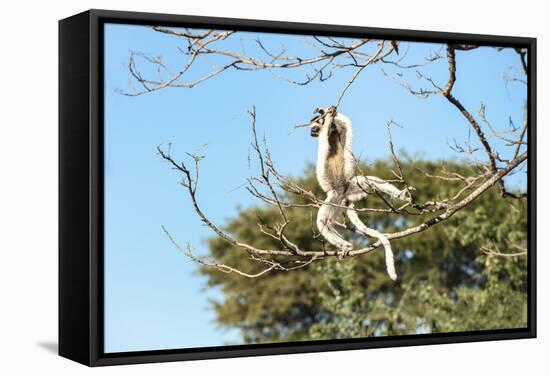 Verreaux's Sifaka (Propithecus Verreauxi) Jumping-G &-Framed Stretched Canvas