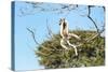 Verreaux's Sifaka (Propithecus Verreauxi) Jumping-G &-Stretched Canvas