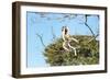 Verreaux's Sifaka (Propithecus Verreauxi) Jumping-G &-Framed Photographic Print