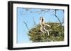 Verreaux's Sifaka (Propithecus Verreauxi) Jumping-G &-Framed Photographic Print