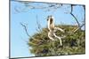 Verreaux's Sifaka (Propithecus Verreauxi) Jumping-G &-Mounted Photographic Print