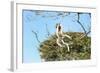 Verreaux's Sifaka (Propithecus Verreauxi) Jumping-G &-Framed Photographic Print