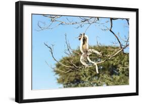 Verreaux's Sifaka (Propithecus Verreauxi) Jumping-G &-Framed Photographic Print