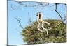 Verreaux's Sifaka (Propithecus Verreauxi) Jumping-G &-Mounted Photographic Print