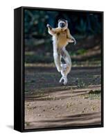 Verreaux's Sifaka (Propithecus Verreauxi) Lemur Dancing, Madagascar-null-Framed Stretched Canvas