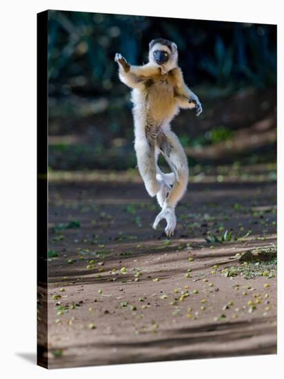 Verreaux's Sifaka (Propithecus Verreauxi) Lemur Dancing, Madagascar-null-Stretched Canvas