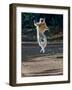 Verreaux's Sifaka (Propithecus Verreauxi) Lemur Dancing, Madagascar-null-Framed Photographic Print