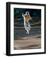 Verreaux's Sifaka (Propithecus Verreauxi) Lemur Dancing, Madagascar-null-Framed Photographic Print