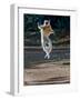 Verreaux's Sifaka (Propithecus Verreauxi) Lemur Dancing, Madagascar-null-Framed Photographic Print