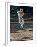 Verreaux's Sifaka (Propithecus Verreauxi) Lemur Dancing, Madagascar-null-Framed Photographic Print