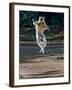 Verreaux's Sifaka (Propithecus Verreauxi) Lemur Dancing, Madagascar-null-Framed Photographic Print