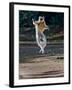 Verreaux's Sifaka (Propithecus Verreauxi) Lemur Dancing, Madagascar-null-Framed Photographic Print