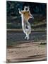 Verreaux's Sifaka (Propithecus Verreauxi) Lemur Dancing, Madagascar-null-Mounted Photographic Print