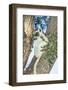 Verreaux's Sifaka (Propithecus Verreauxi) on a Tree-G &-Framed Photographic Print