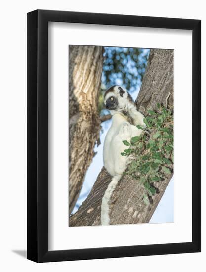 Verreaux's Sifaka (Propithecus Verreauxi) on a Tree-G &-Framed Photographic Print