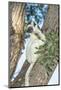 Verreaux's Sifaka (Propithecus Verreauxi) on a Tree-G &-Mounted Photographic Print