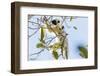 Verreaux's sifaka (Propithecus verreauxi), Tsingy du Bemaraha National Park, western area, Madagasc-Christian Kober-Framed Photographic Print