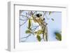 Verreaux's sifaka (Propithecus verreauxi), Tsingy du Bemaraha National Park, western area, Madagasc-Christian Kober-Framed Photographic Print