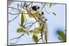 Verreaux's sifaka (Propithecus verreauxi), Tsingy du Bemaraha National Park, western area, Madagasc-Christian Kober-Mounted Photographic Print