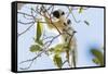 Verreaux's sifaka (Propithecus verreauxi), Tsingy du Bemaraha National Park, western area, Madagasc-Christian Kober-Framed Stretched Canvas