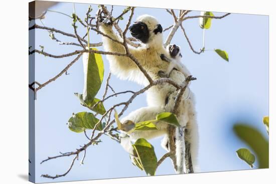 Verreaux's sifaka (Propithecus verreauxi), Tsingy du Bemaraha National Park, western area, Madagasc-Christian Kober-Stretched Canvas