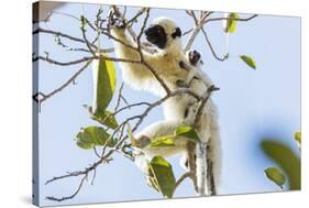 Verreaux's sifaka (Propithecus verreauxi), Tsingy du Bemaraha National Park, western area, Madagasc-Christian Kober-Stretched Canvas