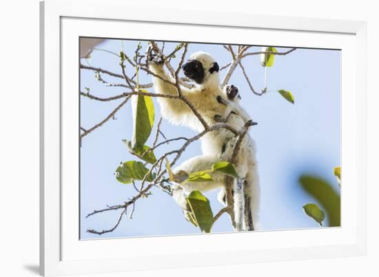 Verreaux's sifaka (Propithecus verreauxi), Tsingy du Bemaraha National Park, western area, Madagasc-Christian Kober-Framed Photographic Print