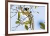 Verreaux's sifaka (Propithecus verreauxi), Tsingy du Bemaraha National Park, western area, Madagasc-Christian Kober-Framed Photographic Print