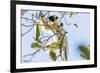 Verreaux's sifaka (Propithecus verreauxi), Tsingy du Bemaraha National Park, western area, Madagasc-Christian Kober-Framed Photographic Print