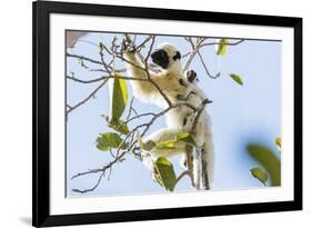 Verreaux's sifaka (Propithecus verreauxi), Tsingy du Bemaraha National Park, western area, Madagasc-Christian Kober-Framed Photographic Print