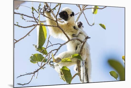 Verreaux's sifaka (Propithecus verreauxi), Tsingy du Bemaraha National Park, western area, Madagasc-Christian Kober-Mounted Photographic Print