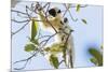 Verreaux's sifaka (Propithecus verreauxi), Tsingy du Bemaraha National Park, western area, Madagasc-Christian Kober-Mounted Photographic Print