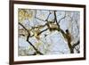 Verreaux's sifaka (Propithecus verreauxi), Zombitse-Vohibasia National Park, southern area, Madagas-Christian Kober-Framed Photographic Print