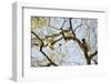 Verreaux's sifaka (Propithecus verreauxi), Zombitse-Vohibasia National Park, southern area, Madagas-Christian Kober-Framed Photographic Print