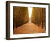 Versailles in Fall II-Emily Navas-Framed Photographic Print