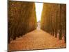 Versailles in Fall II-Emily Navas-Mounted Photographic Print